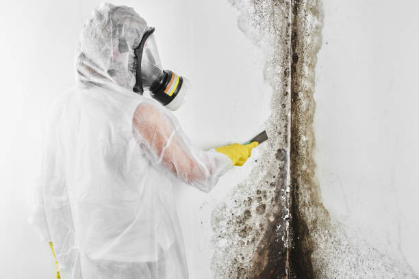 Asbestos and Lead Testing During Mold Inspection in Cherry Valley, IL